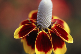 Mexican Hat